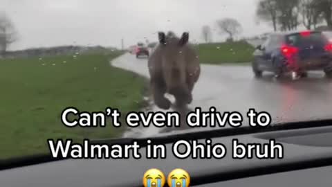 NORAMLNDAY IN OHIO 🤣 hippopotamus