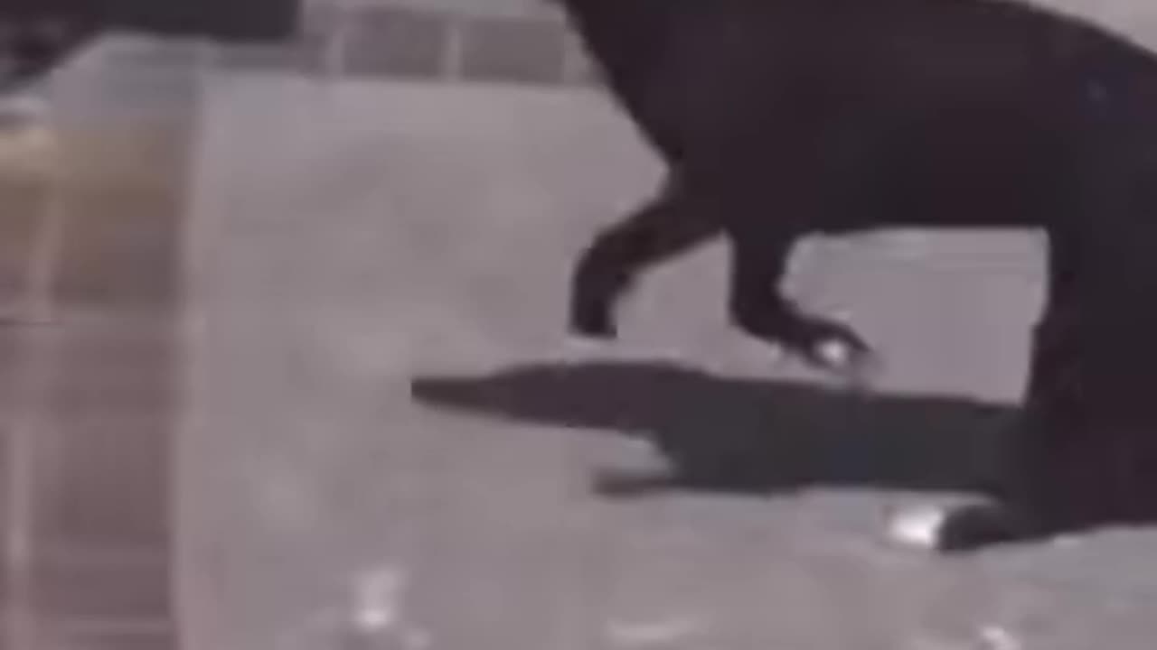 Try not to laugh 🤣funny animal🤣
