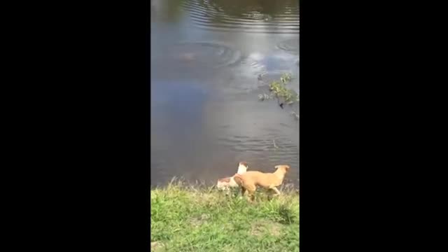 Dog Gets Eaten By Alligator While Swimming In Brazil River