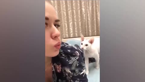 bully cats