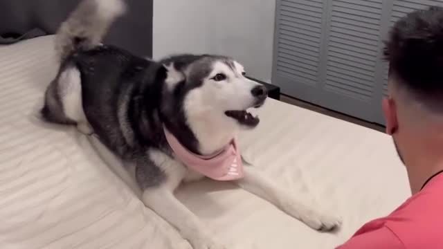 Meekathehusky don't like her things touched 🤧
