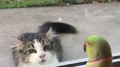 Parrot plays peek a boo with neighbour’s cat