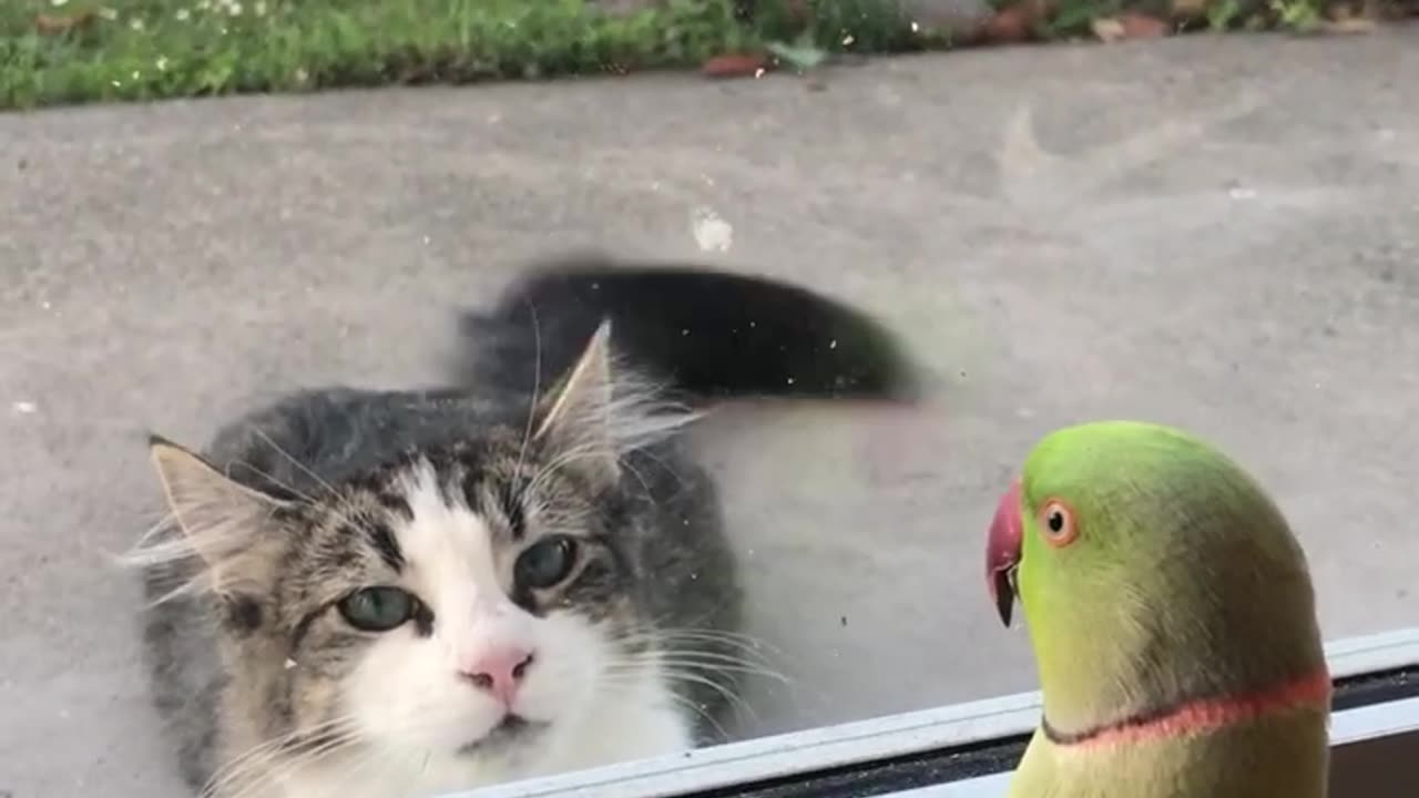 Parrot plays peek a boo with neighbour’s cat