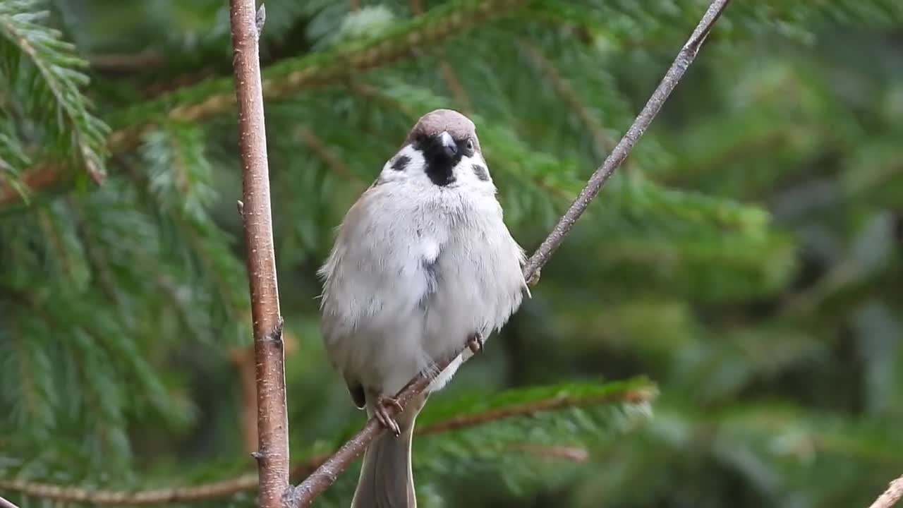 The Sparrow Bird Animals Figure Plumage Spring