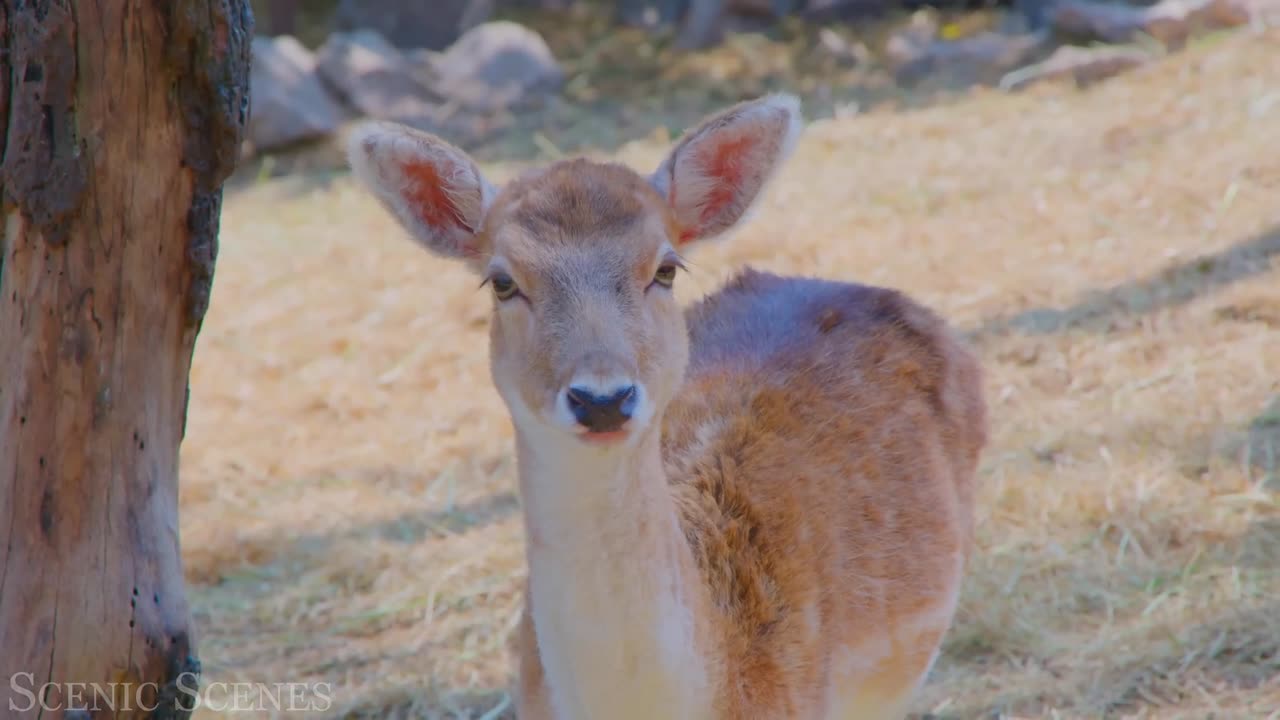 Cute Baby Animals 4K - Amazing World Of Young Animals