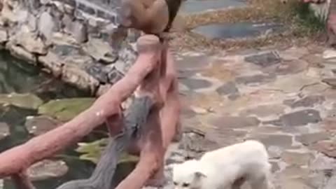 Moment Dogs fight Monkey