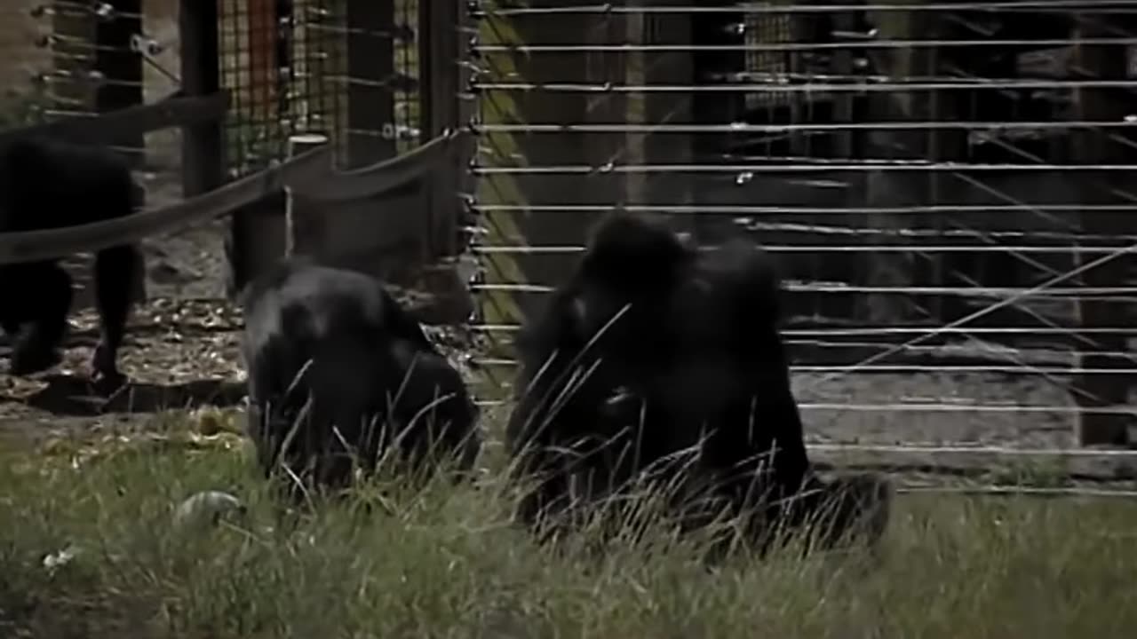 Animals Being Freed For the First Time