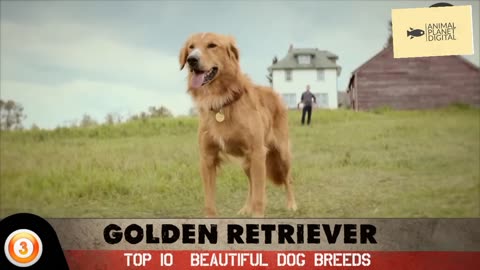 TOP 10 BEAUTIFUL DOG BREEDS,