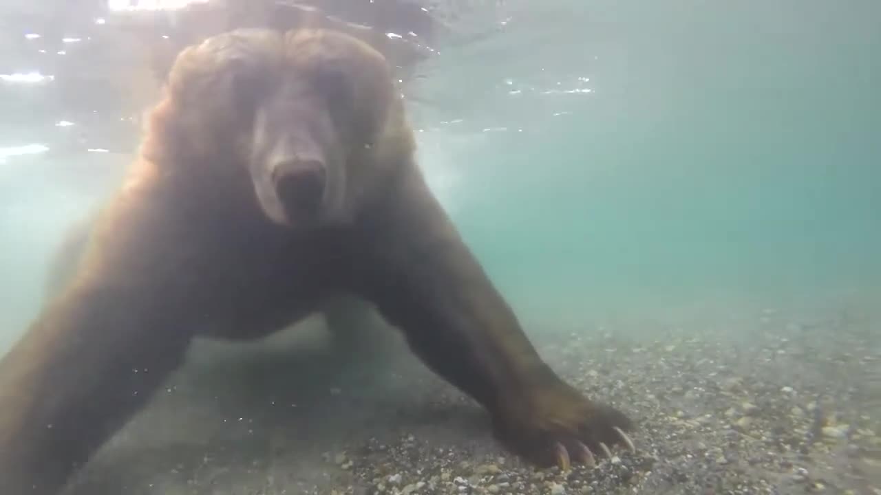 Bear: Salmon hunting