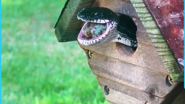 Snake Eating Egg In Bird House