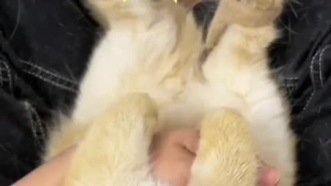 Funny Cat Slipper So Cute , Make By Own Hair!!