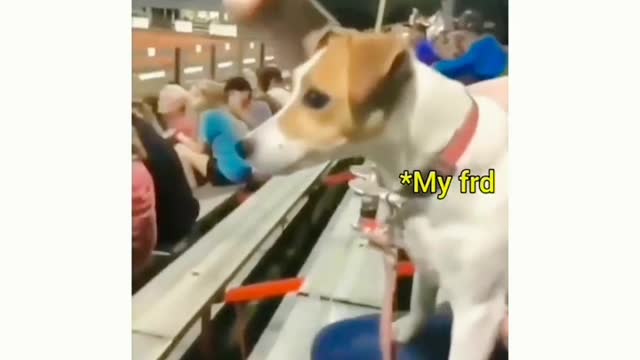 Funny Dog| Shaking head | 😂