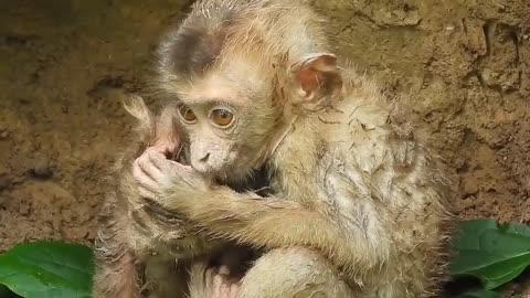 Two- Baby- Monkey