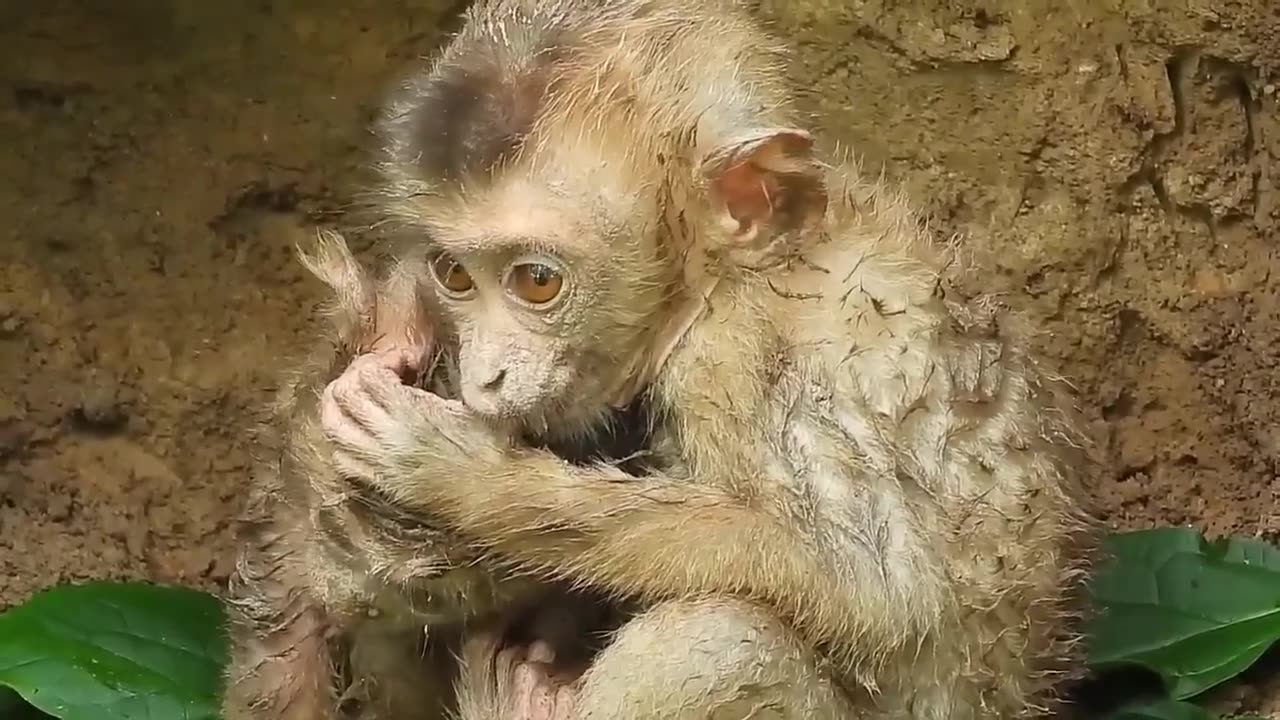 Two- Baby- Monkey