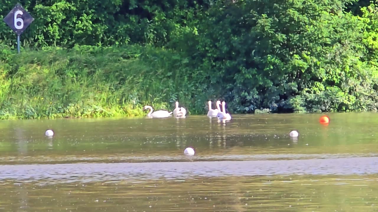 Swans swimming between buoys / beautiful white swans in a river.