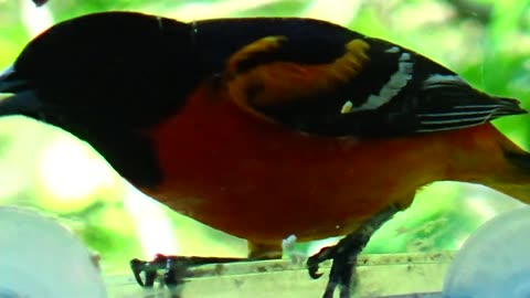 Oriole