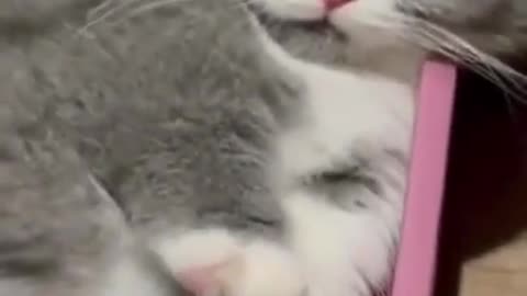 Funny animals