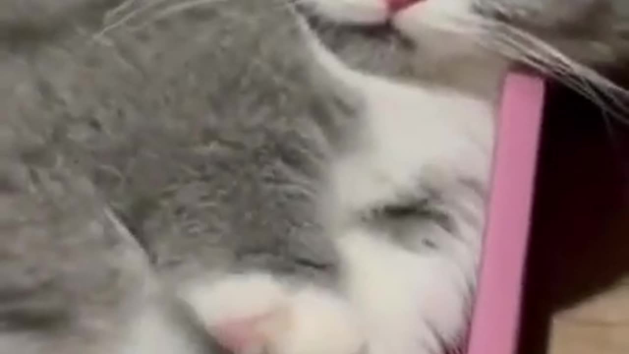 Funny animals