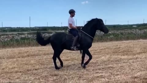 Most Beautiful Horse on Planet