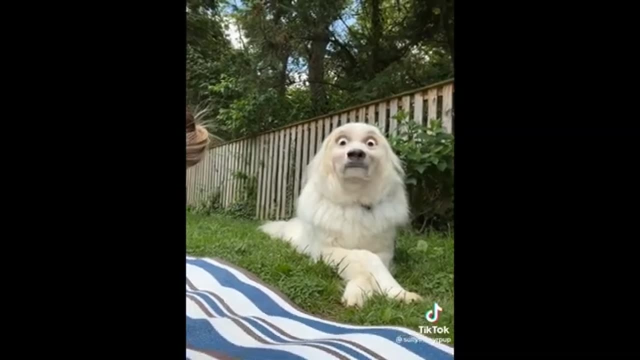 The Greatest Dogs and Cats Videos: Funny Animal Videos