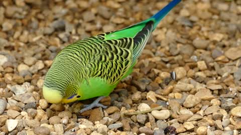 The budgerigar bird parrot.