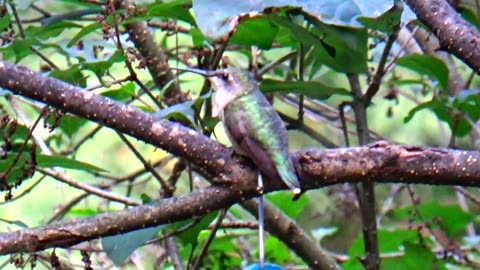 Hummingbird