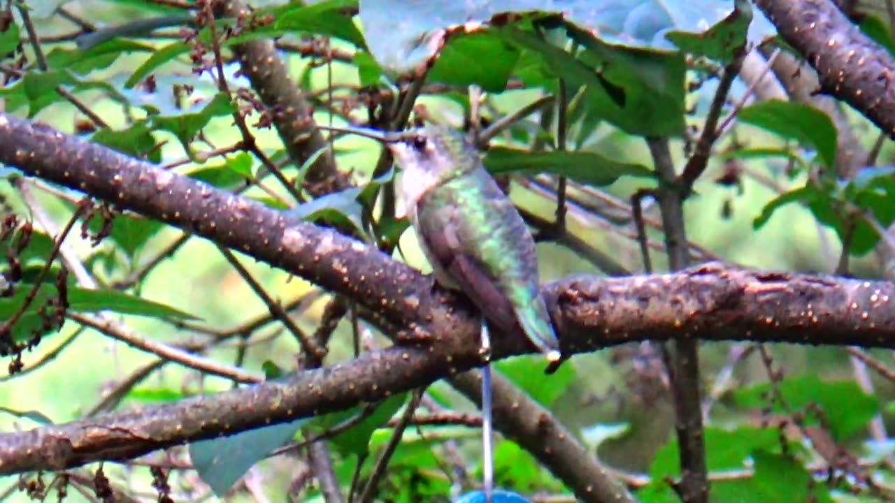 Hummingbird