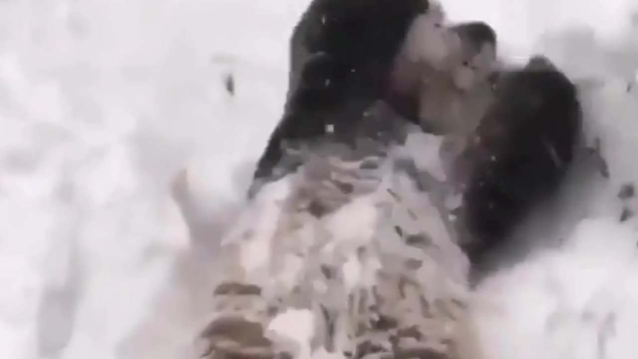 The most attractive animals