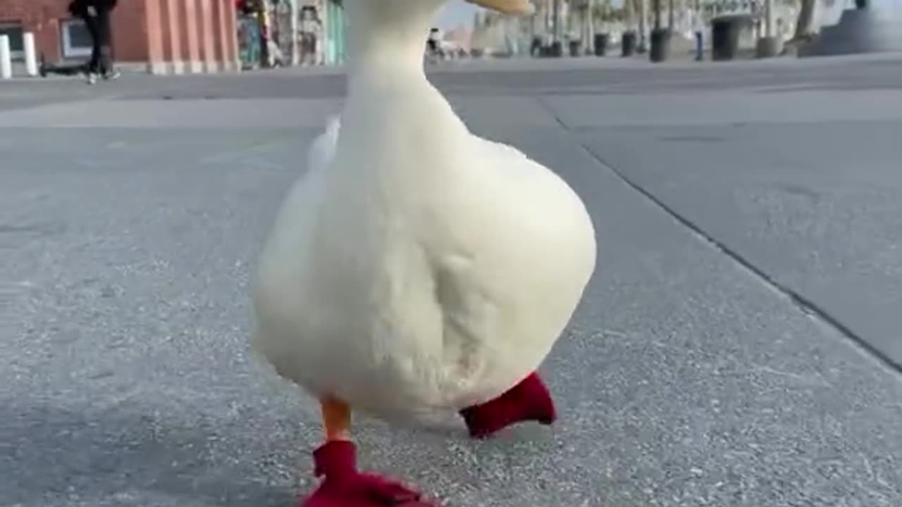 Naughty Ducky going for walk