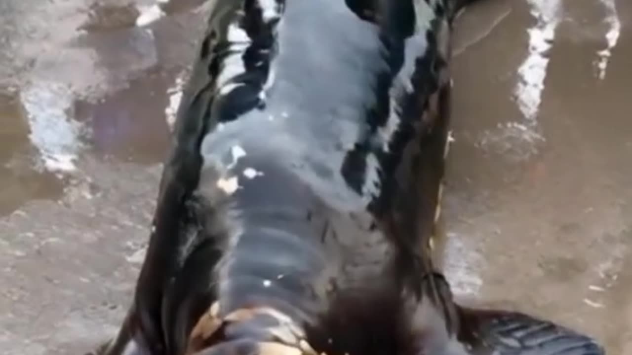 FishCow