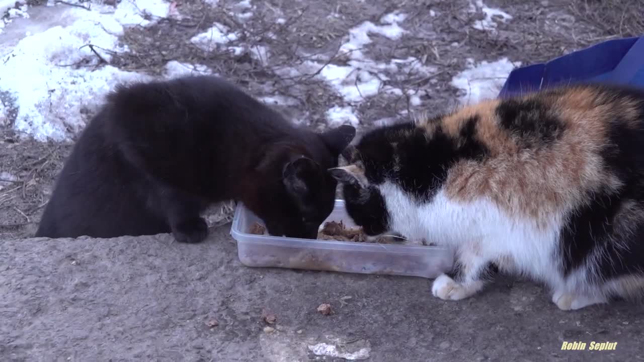 Beauty calico cat wants food