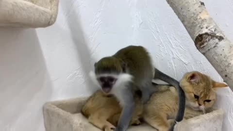 Cat vs monkey playing time.
