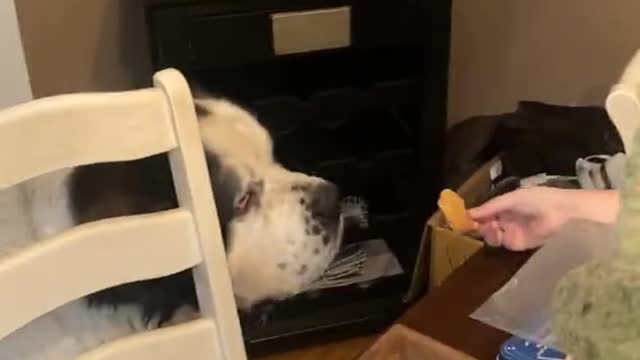 Jax the 230 Pound Saint Bernard Delicately Takes Chip