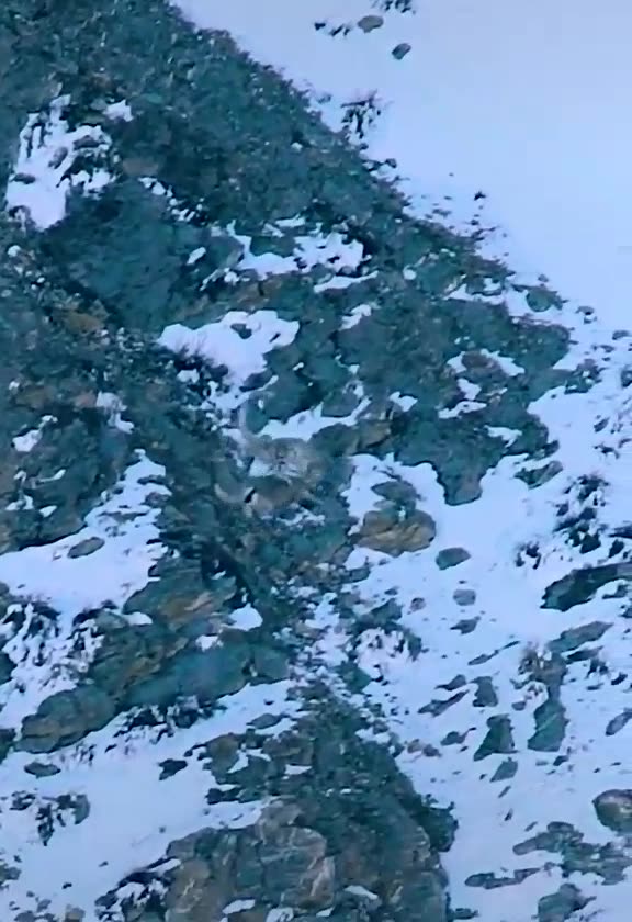 Snow Leopard .. . ... 🐆 ..VERY HUNGRY