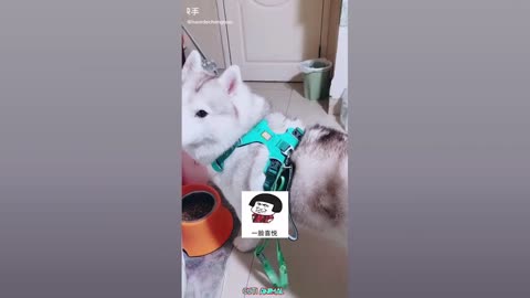 Funny Dog And Cat