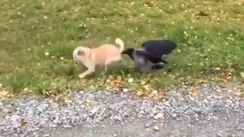 animal