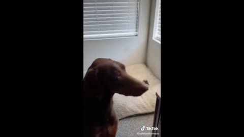 Amazing pet videos - try not to laugh