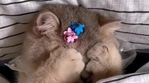 Cute cats