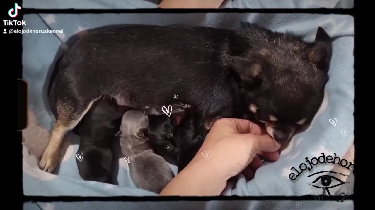 mi niña y sus bebés, ojodehoruskennel