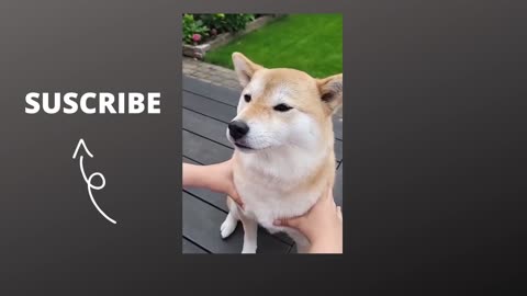 windows dog