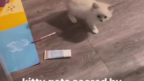 cute cat got scared by paper noice 😂