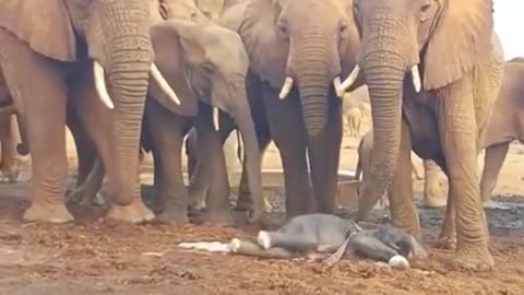 newborn baby elephant