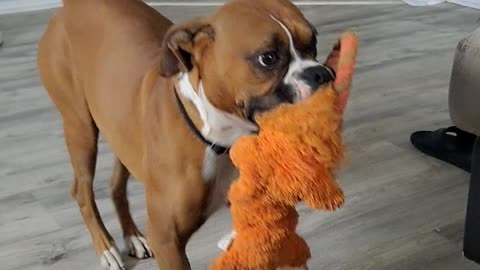 Boxer Dog Dances with Toy