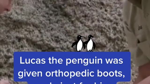 Lucas the penguin was given orthopedic boots, made just for him
