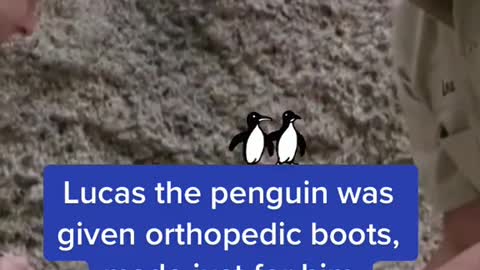 Lucas the penguin was given orthopedic boots, made just for him