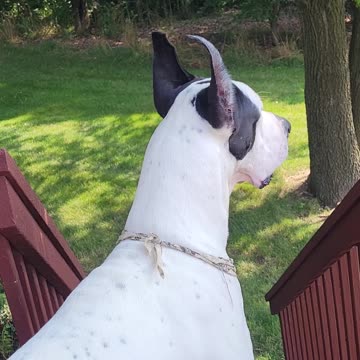Great Dane howling