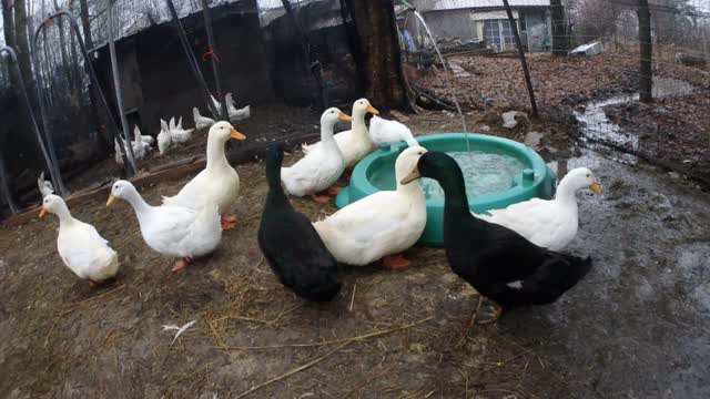 Duck Slipping on the Ice