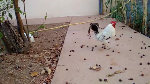 Can Roosters and Rabbits be friends?