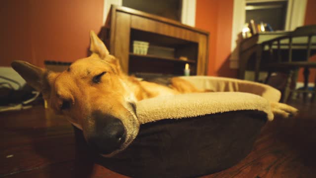 Dog Relaxing On His Bed Without noise