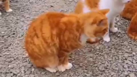 Cats playing